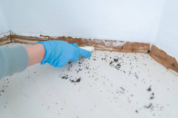 Best Pest Prevention Services  in Wainaku, HI
